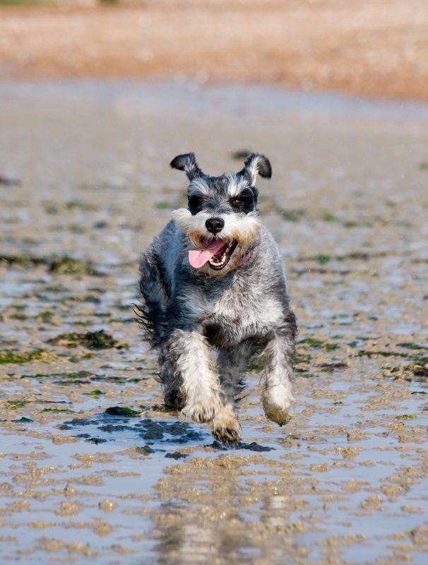 vieux chien qui court sur la plage dans la boue