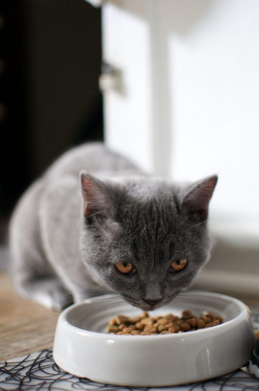 chat gris qui mange dans son bol de nourriture